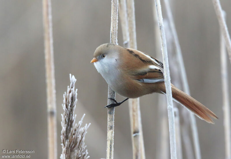 Bearded Reedling