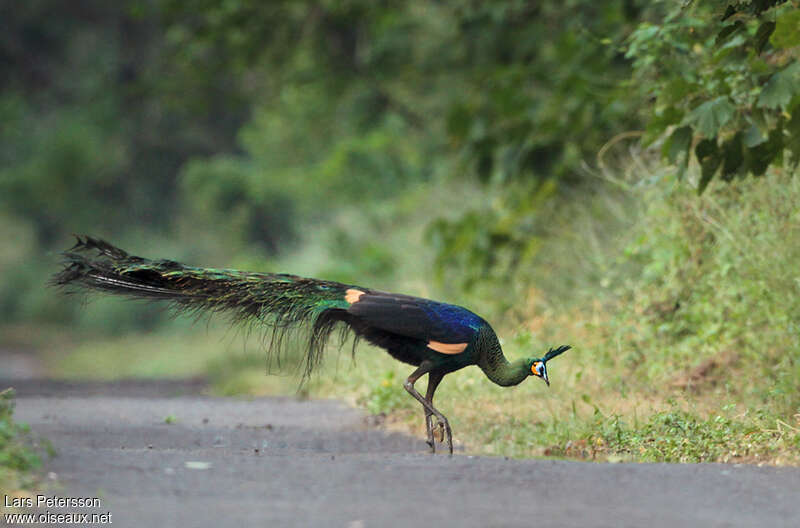 Green Peafowl male adult