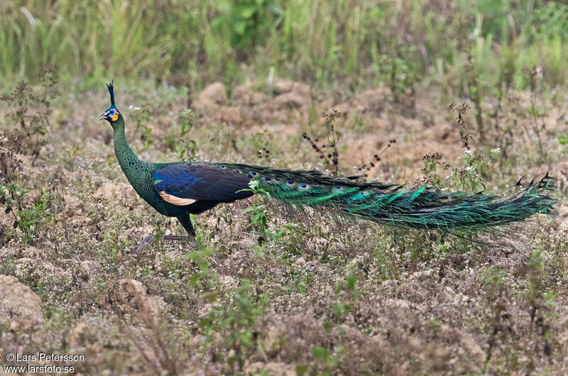 Green Peafowl