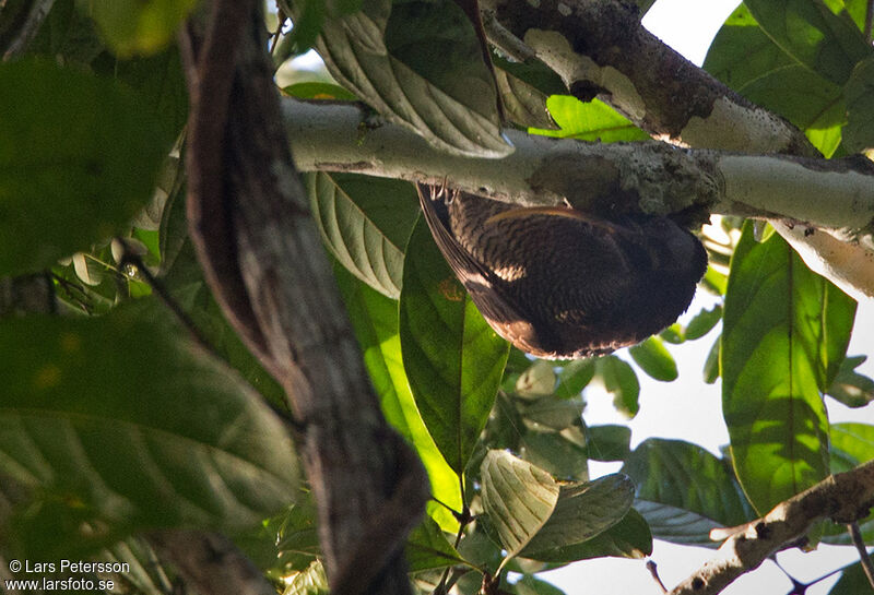 Pale-billed Sicklebill