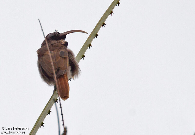 Pale-billed Sicklebill