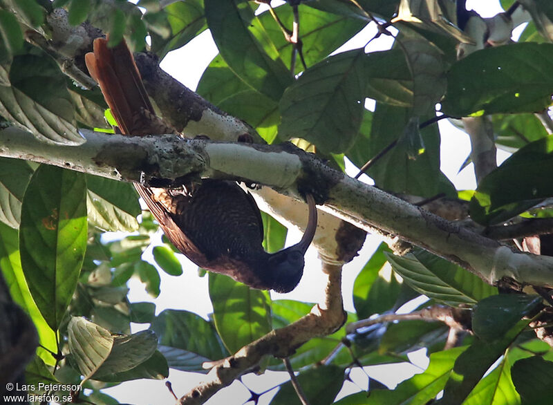 Pale-billed Sicklebill