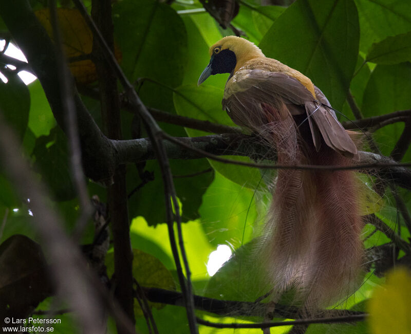 Goldie's Bird-of-paradise