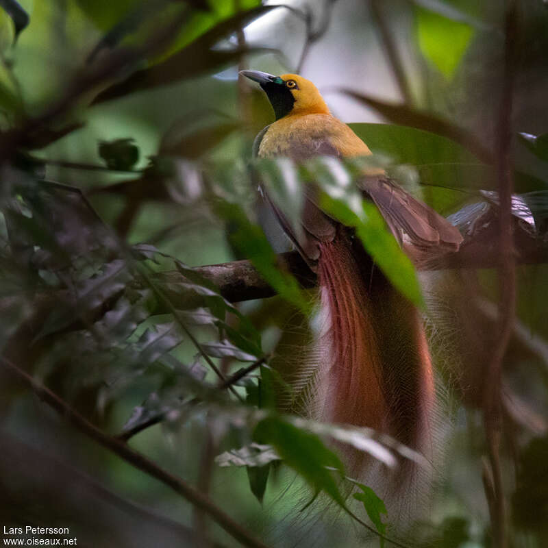 Paradisier de Goldie mâle adulte nuptial, identification