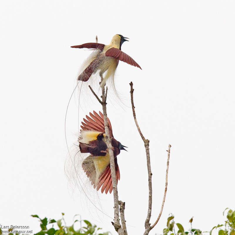 Emperor Bird-of-paradise