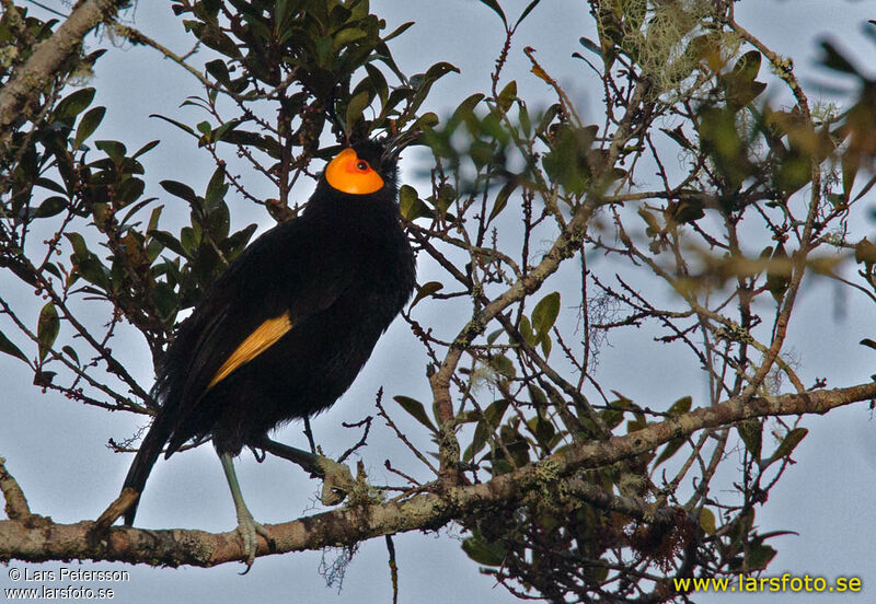 MacGregor's Honeyeater