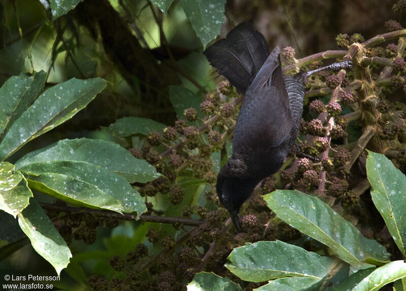 Huon Astrapia