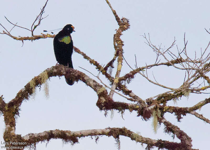 Wahnes's Parotia male adult breeding, identification