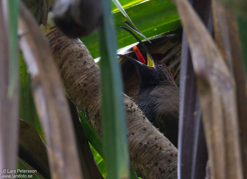 Black Sicklebill