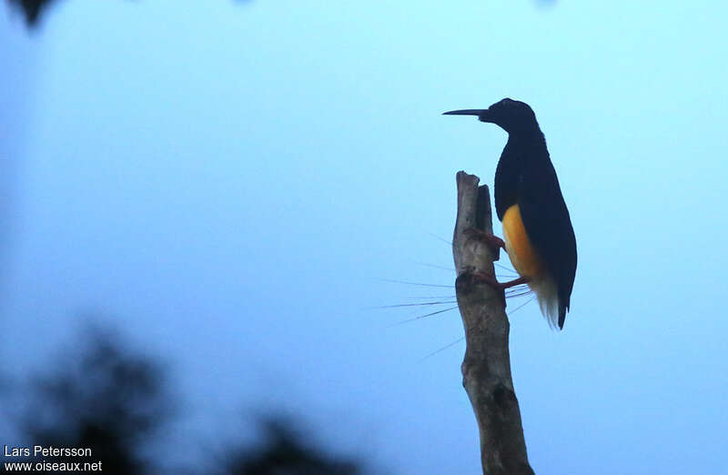 Twelve-wired Bird-of-paradise male adult