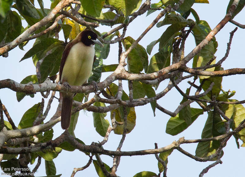 Paradisier petit-émeraude femelle adulte, identification