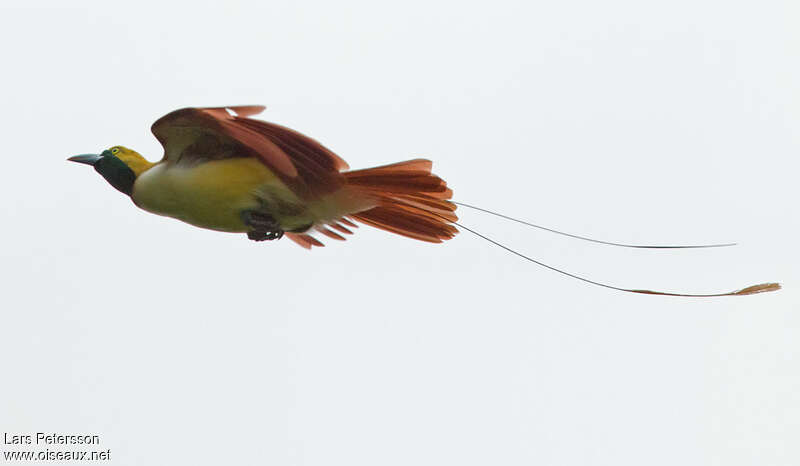 Lesser Bird-of-paradise male adult