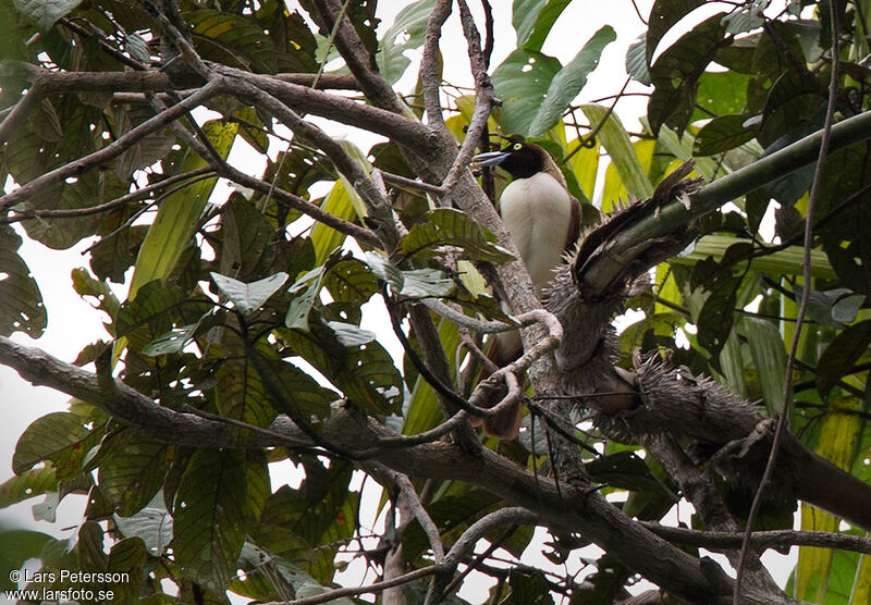 Lesser Bird-of-paradise