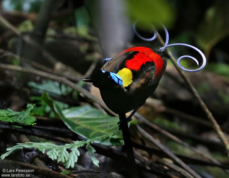 Wilson's Bird-of-paradise