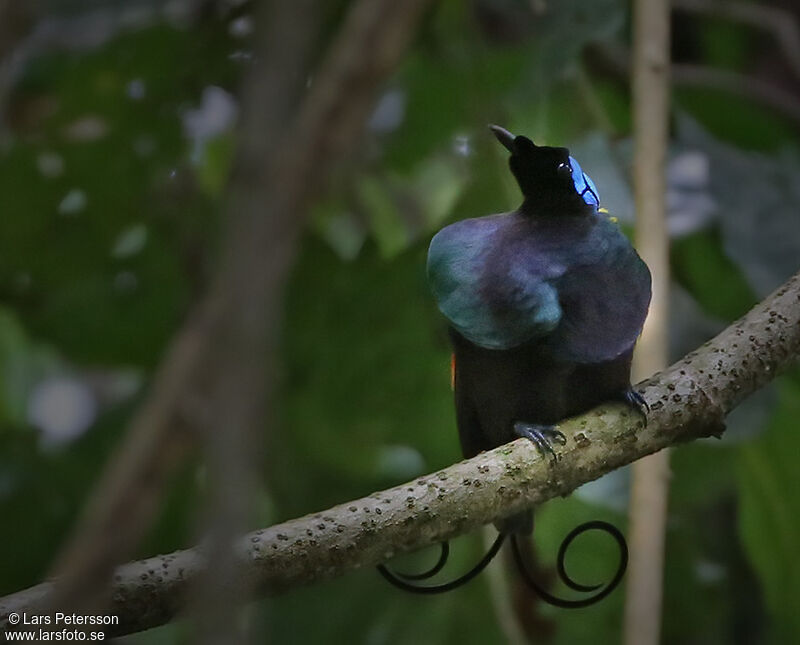 Wilson's Bird-of-paradise