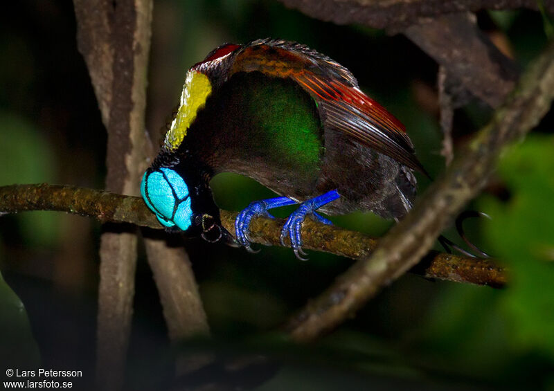 Wilson's Bird-of-paradise