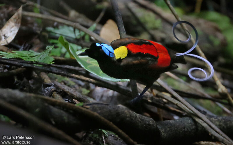 Wilson's Bird-of-paradise