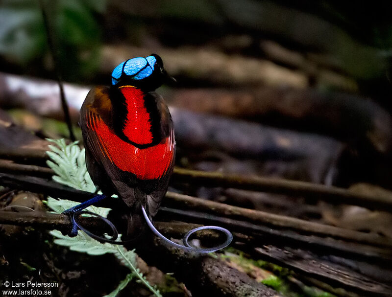 Wilson's Bird-of-paradise