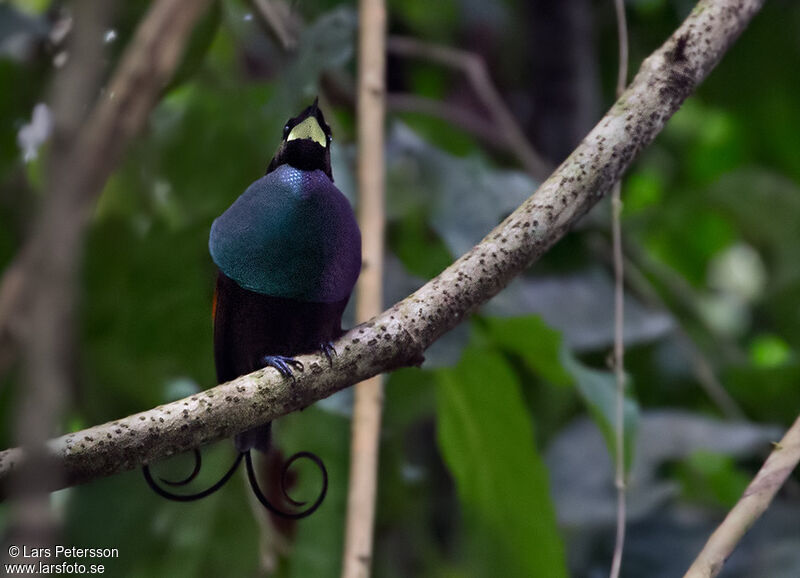 Wilson's Bird-of-paradise