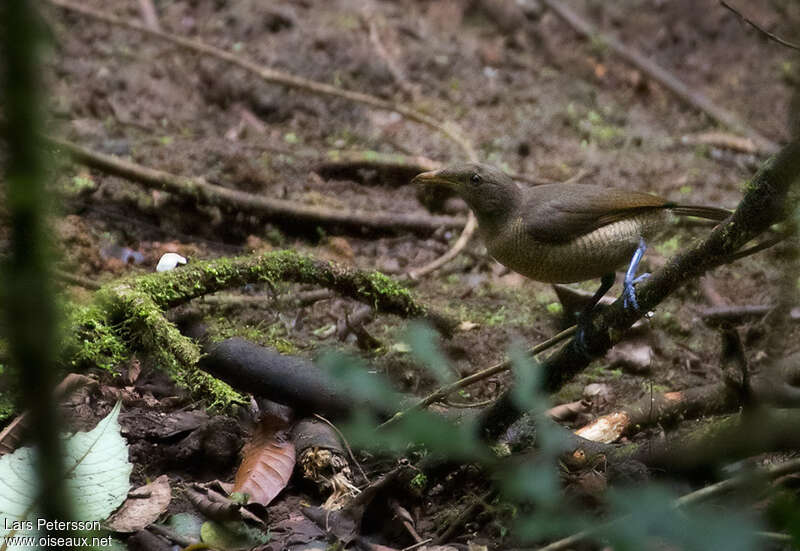 Paradisier royal femelle adulte, identification