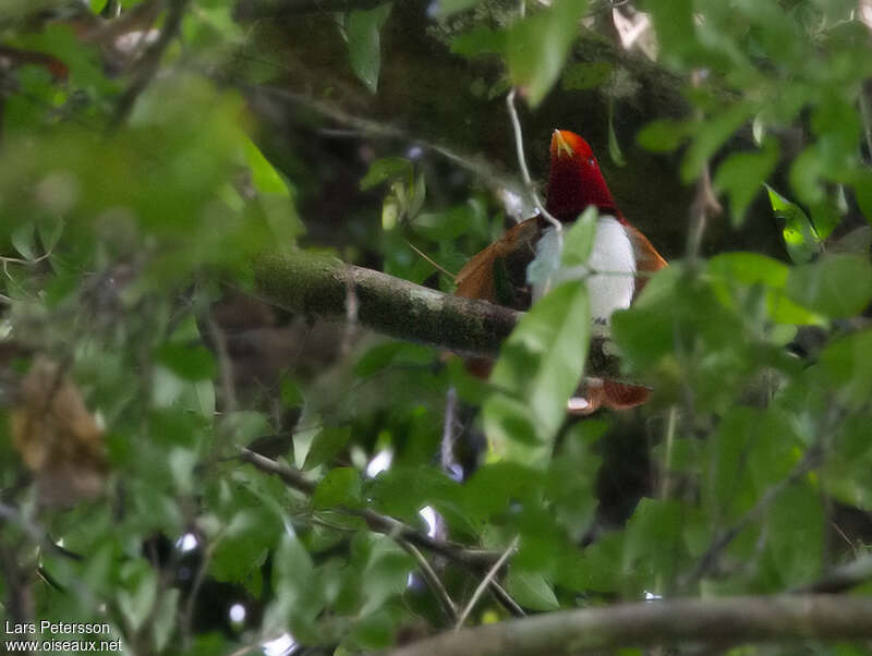 Paradisier royal mâle adulte, habitat, pigmentation, parade