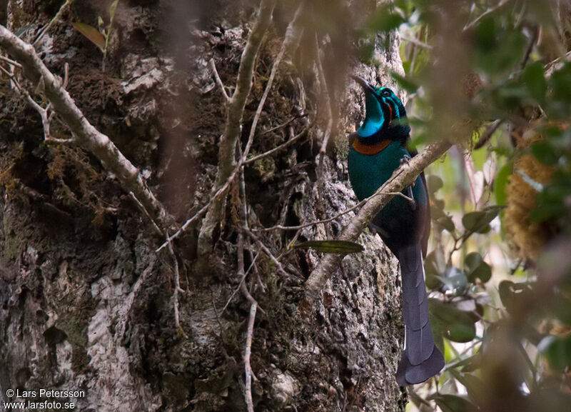 Splendid Astrapia