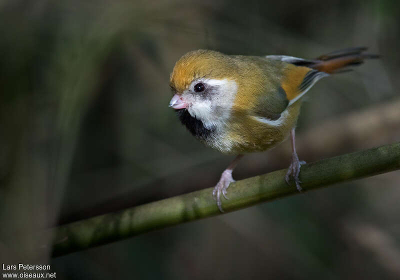 Paradoxornis de Verreaux