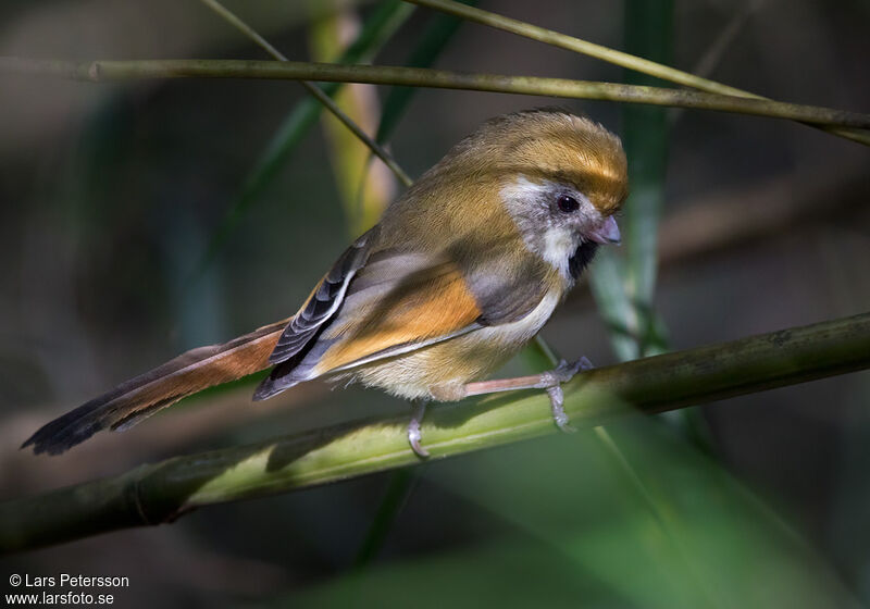 Paradoxornis de Verreaux