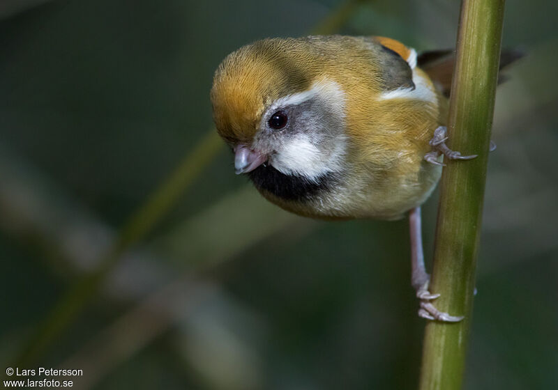 Golden Parrotbill