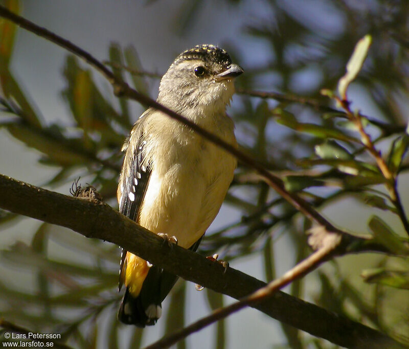 Pardalote pointillé