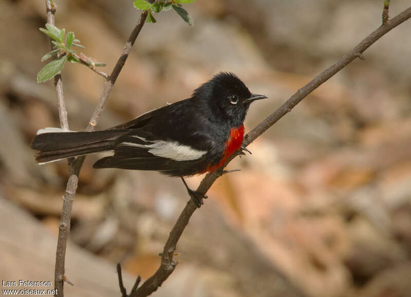 Painted Whitestart