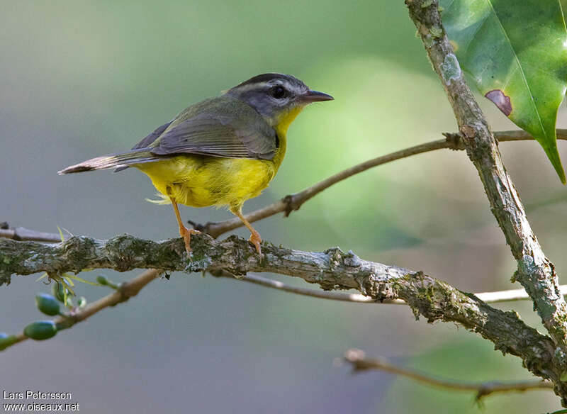 Golden-crowned Warbleradult, identification