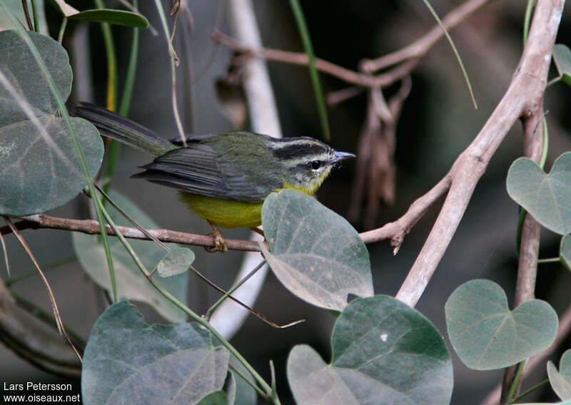 Golden-crowned Warbleradult, habitat