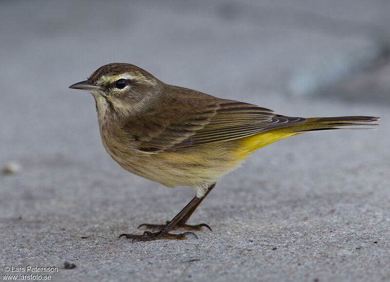 Palm Warbler