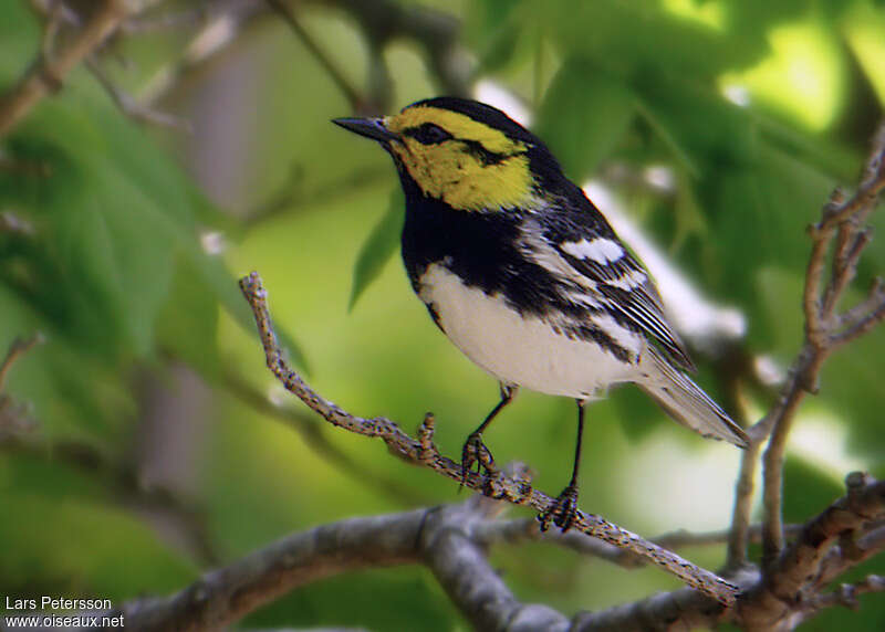 Golden-cheeked Warbler male adult breeding, identification