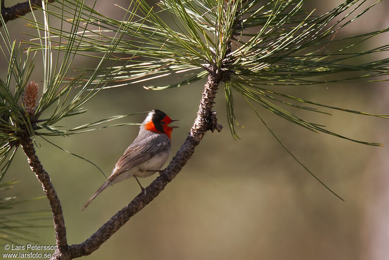 Paruline à face rouge