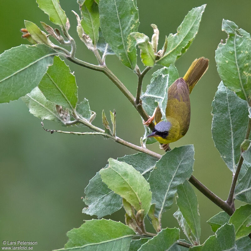 Black-lored Yellowthroat