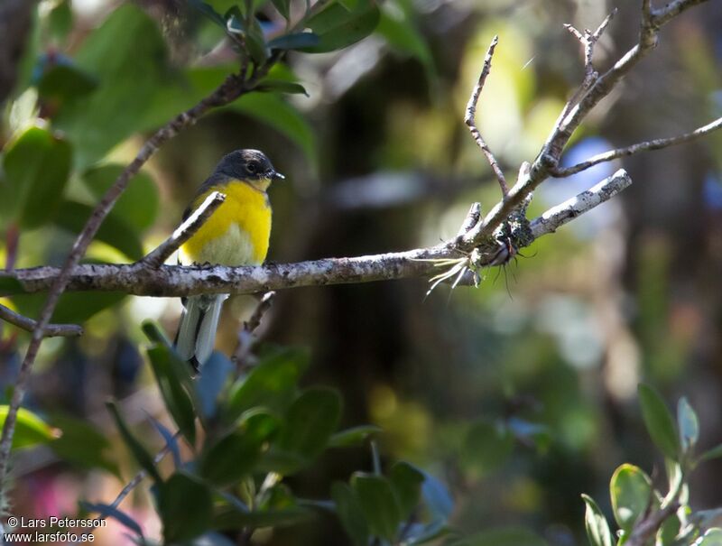 Paruline à lunettes