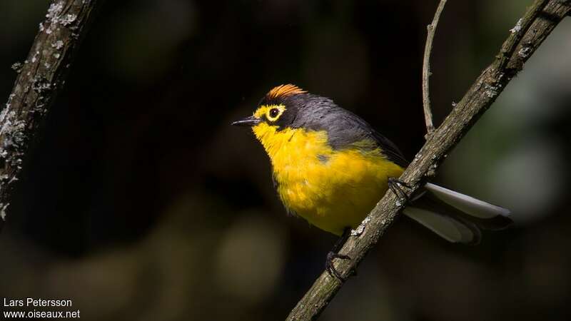 Spectacled Whitestartadult