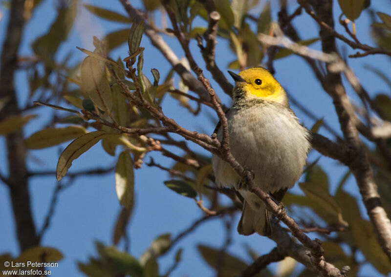 Paruline à tête jaune