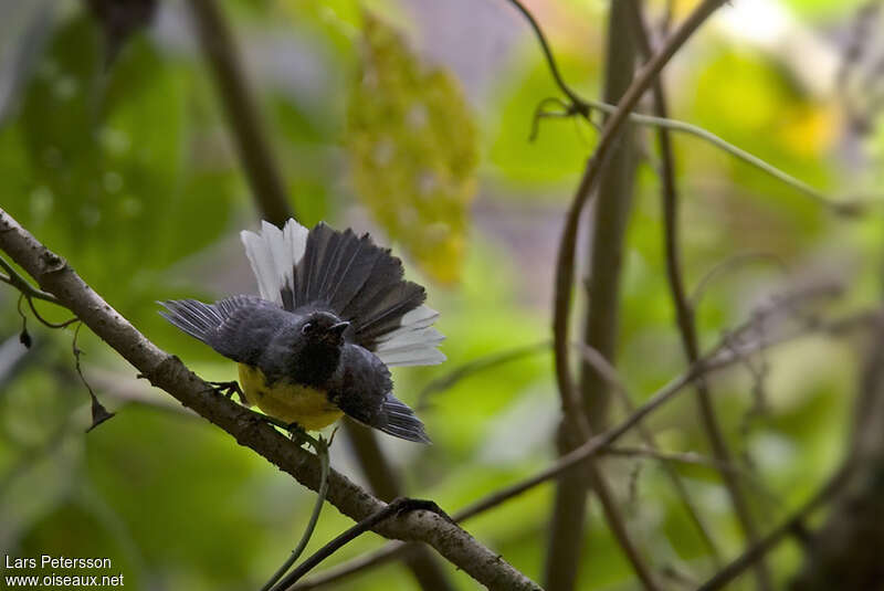 Slate-throated Whitestartadult, pigmentation, courting display