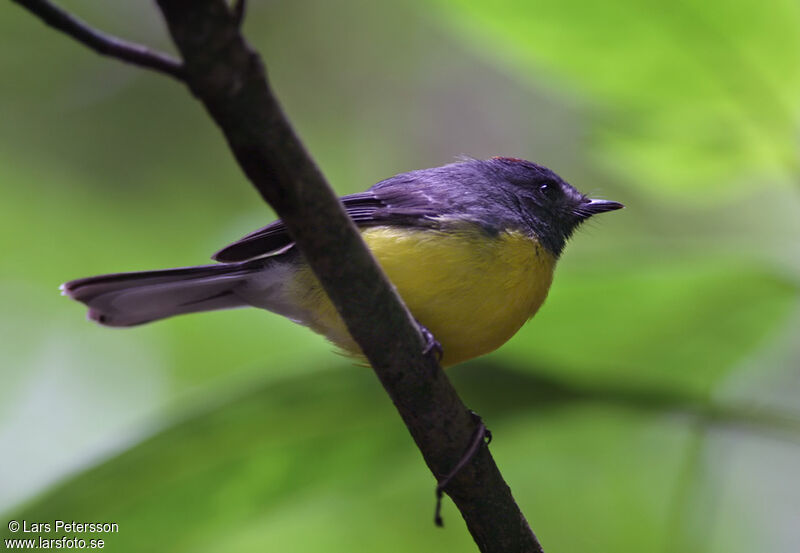 Slate-throated Whitestart