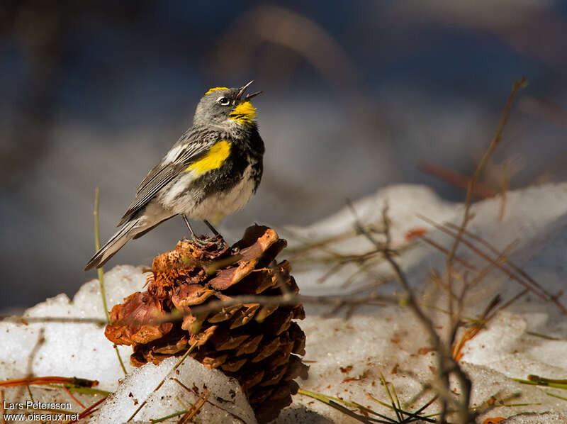 Paruline d'Audubon mâle adulte, identification