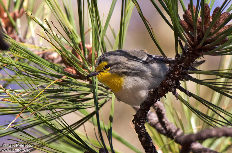 Grace's Warbler