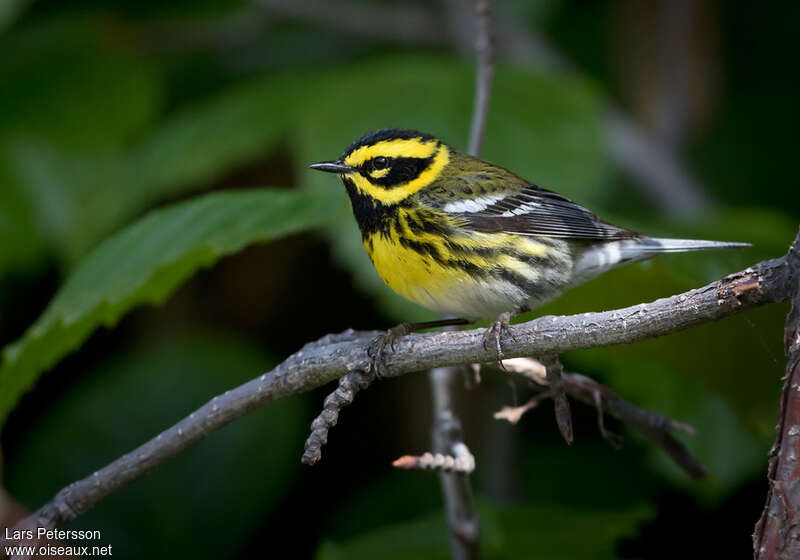 Paruline de Townsend mâle adulte, identification