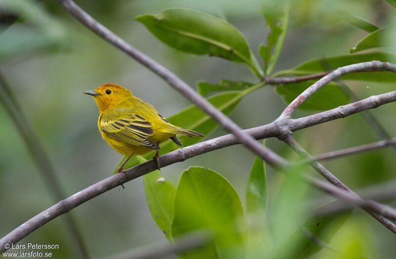 Mangrove Warbler