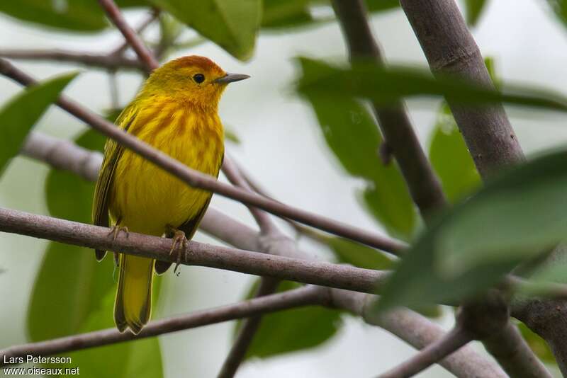 Mangrove Warbler male adult breeding, identification