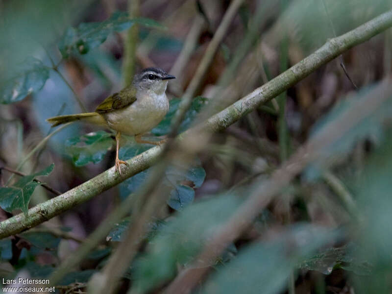 Paruline des rivesadulte