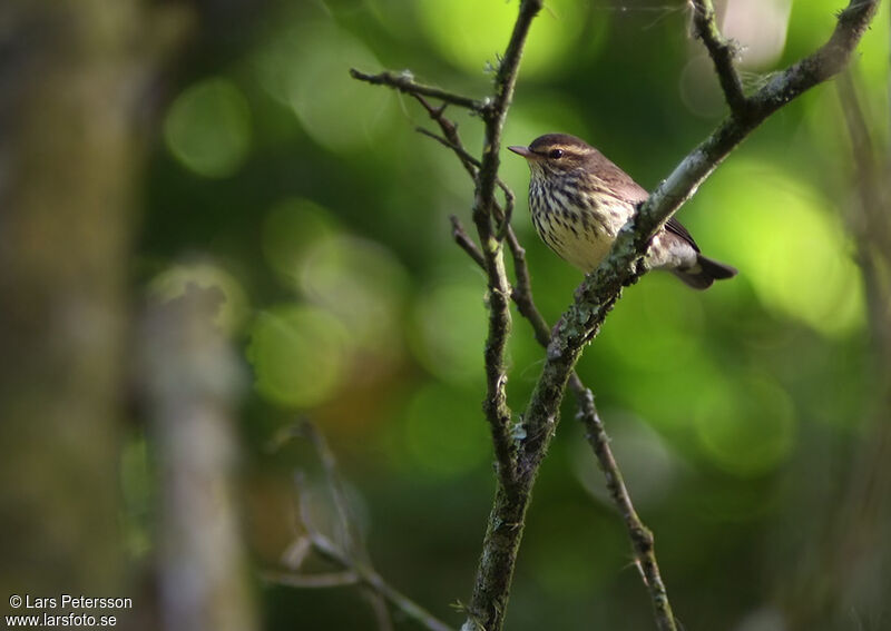 Northern Waterthrush