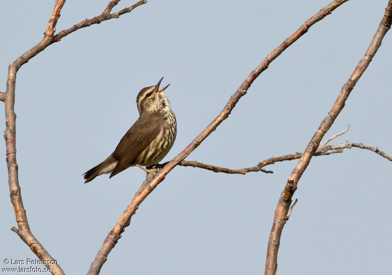 Paruline des ruisseaux